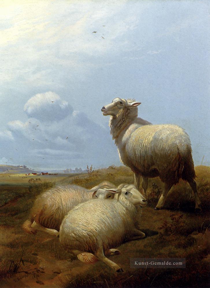 Schaf auf der Weide Bauernhof Tiere Schaf Thomas Sidney Cooper Ölgemälde